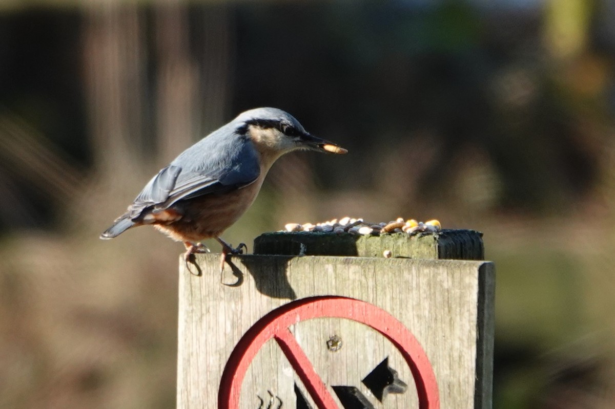 Eurasian Nuthatch - ML628482896