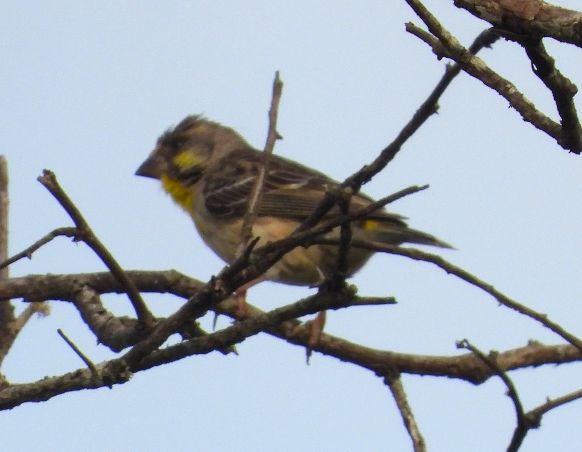 Lemon-breasted Seedeater - ML628483068