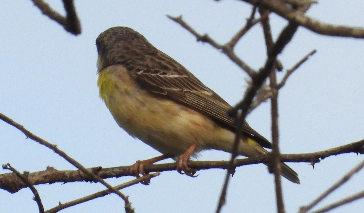 Lemon-breasted Seedeater - ML628483106