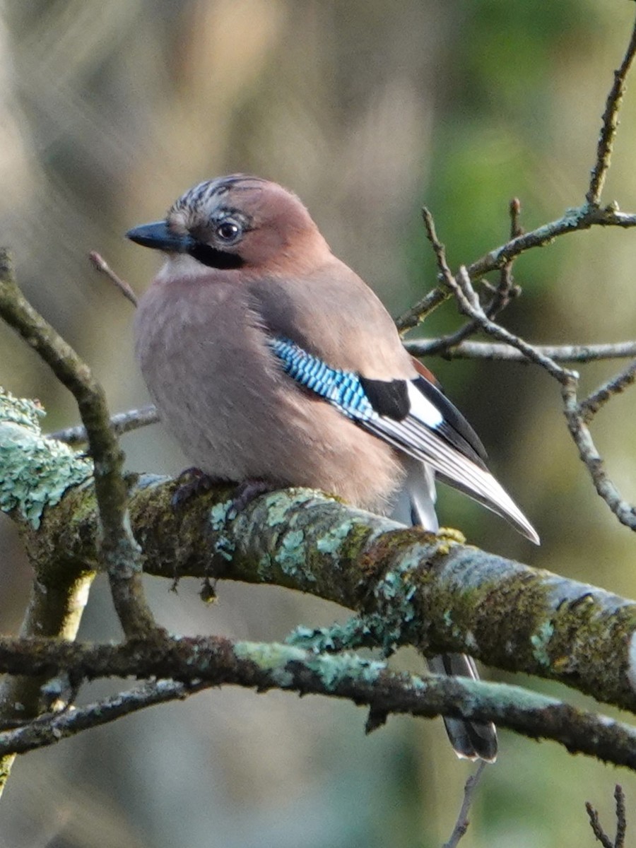 Eurasian Jay - ML628483119