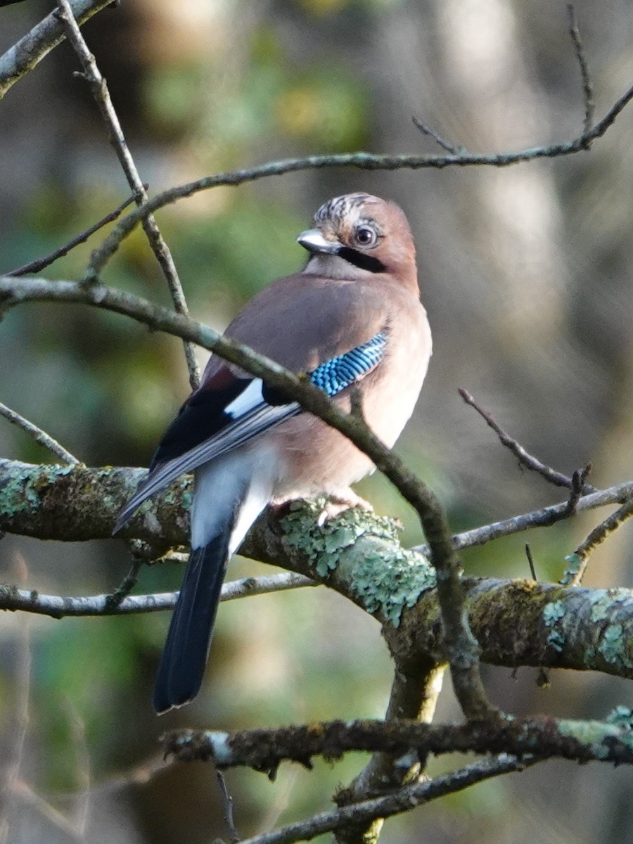 Eurasian Jay - ML628483122
