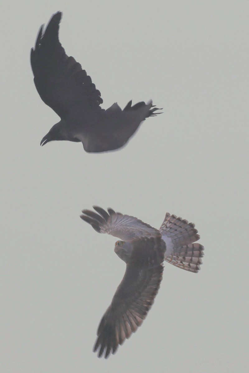 Northern Harrier - ML628483226