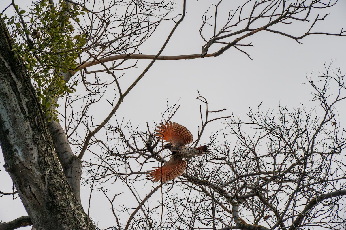Northern Flicker - ML628483230