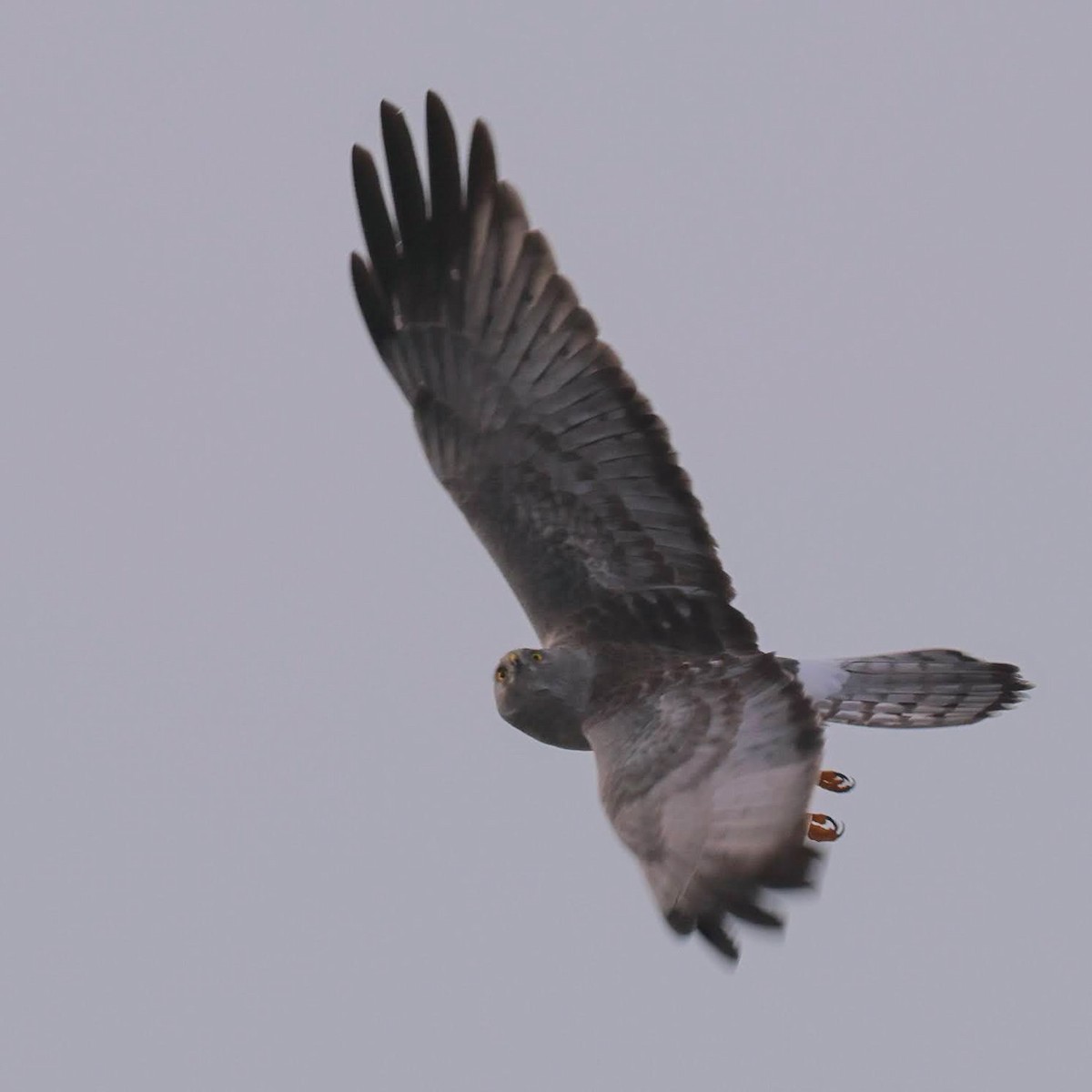 Northern Harrier - ML628483241