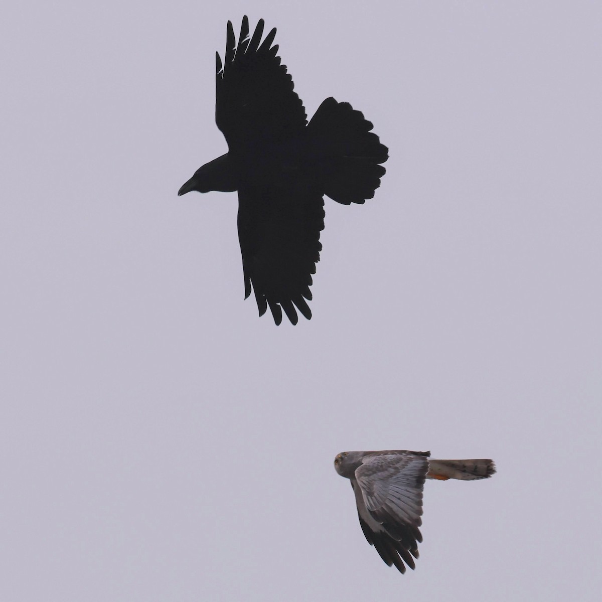 Northern Harrier - ML628483251