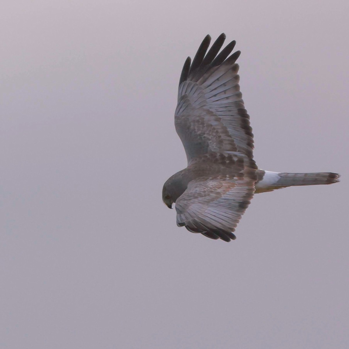 Northern Harrier - ML628483258