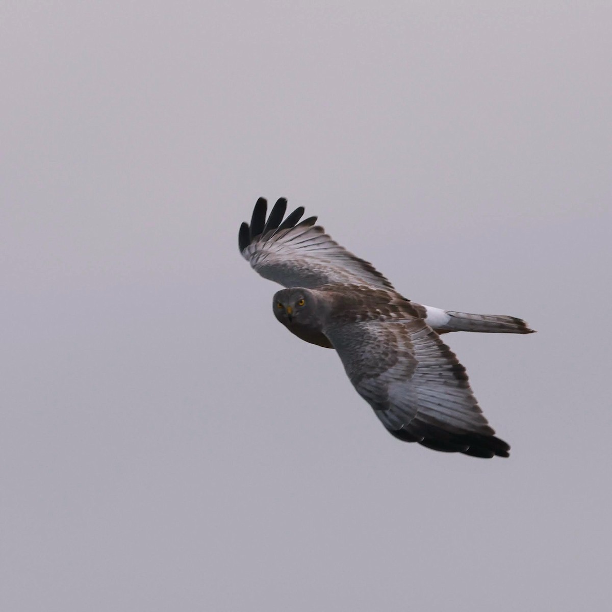 Northern Harrier - ML628483264