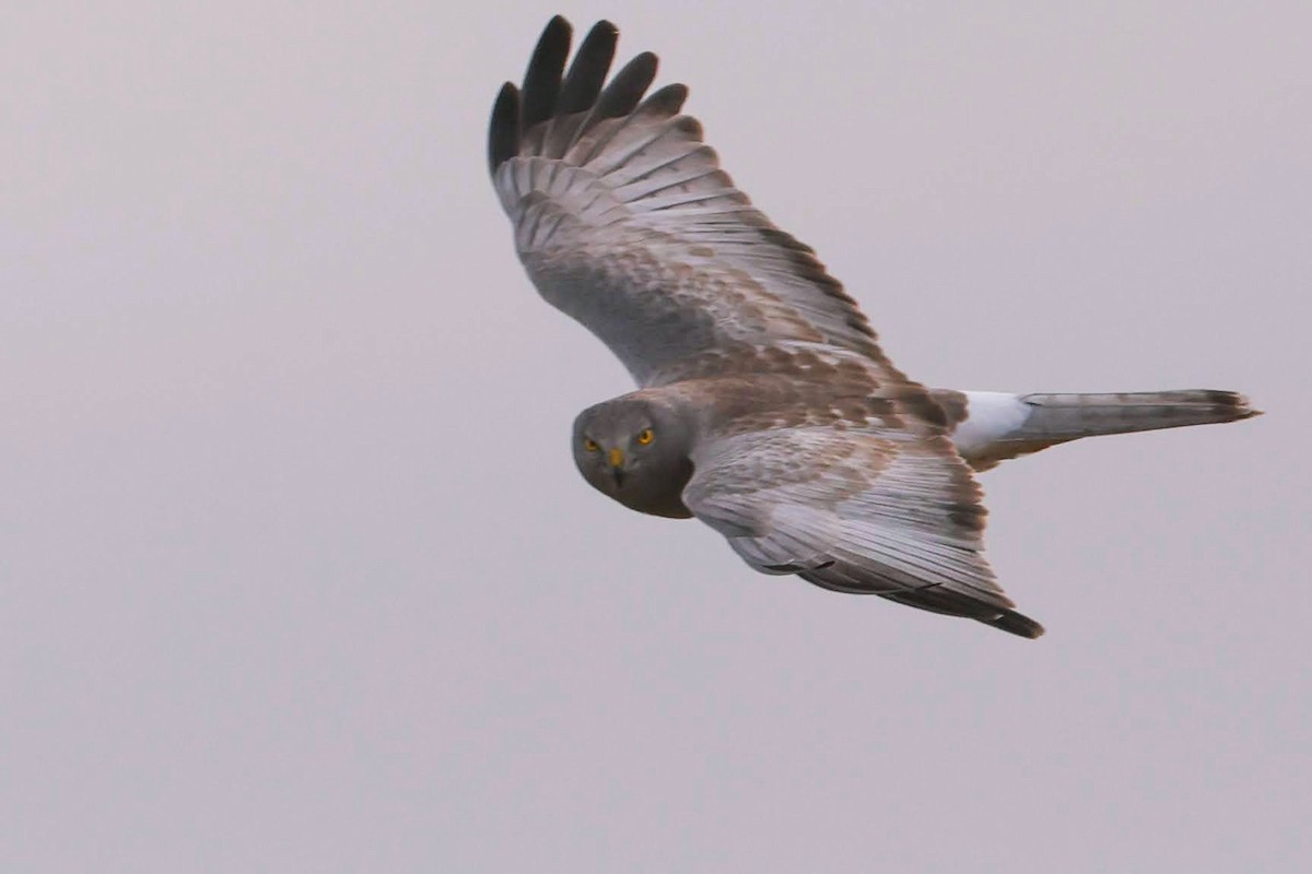 Northern Harrier - ML628483290
