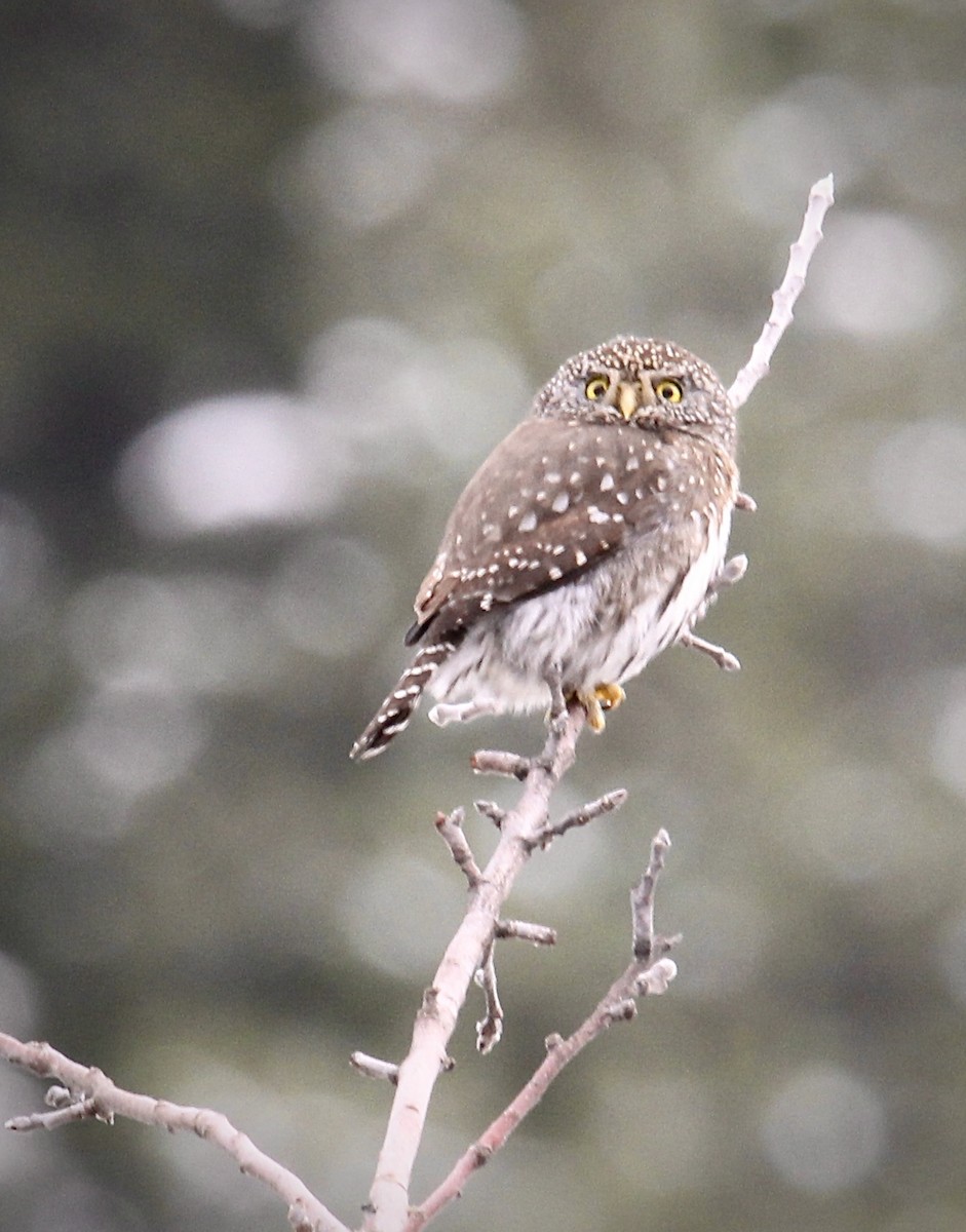 Northern Pygmy-Owl - ML628483309