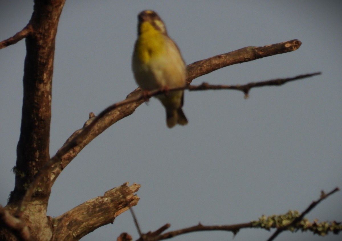 Lemon-breasted Seedeater - ML628483322