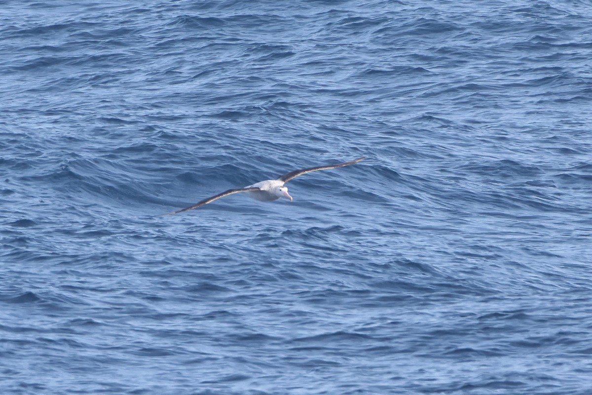 Tristan Albatross - ML628483369