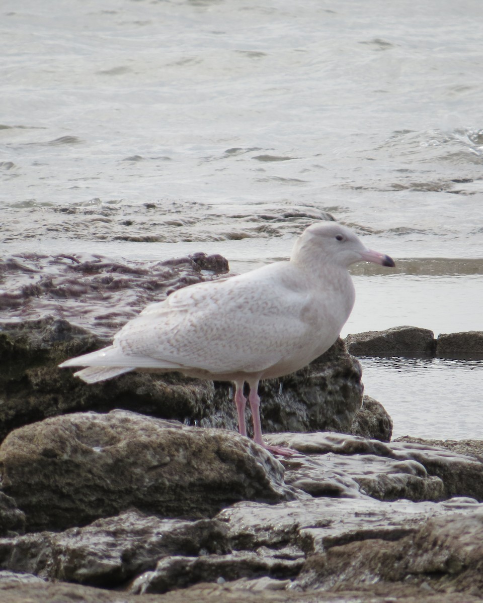 Glaucous Gull - ML628483375