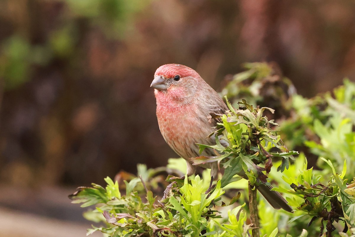 House Finch - ML628483387