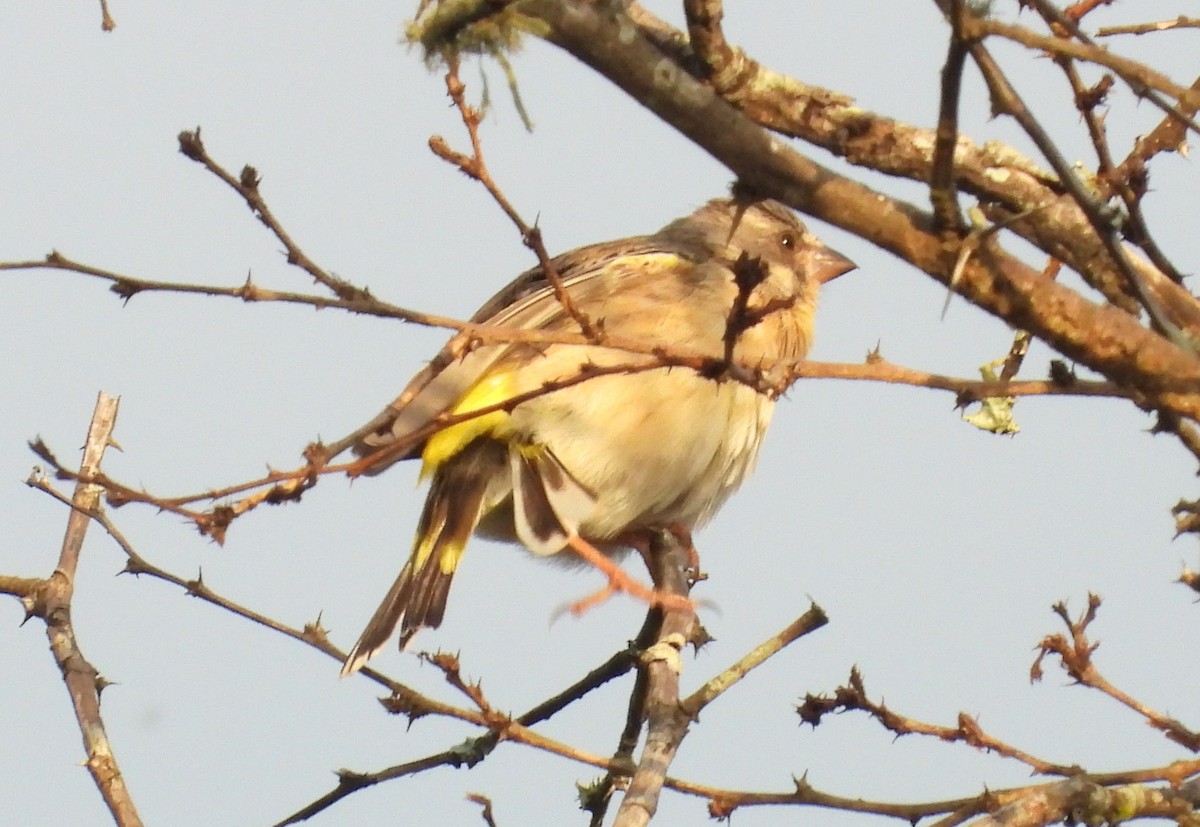 Lemon-breasted Seedeater - ML628483417