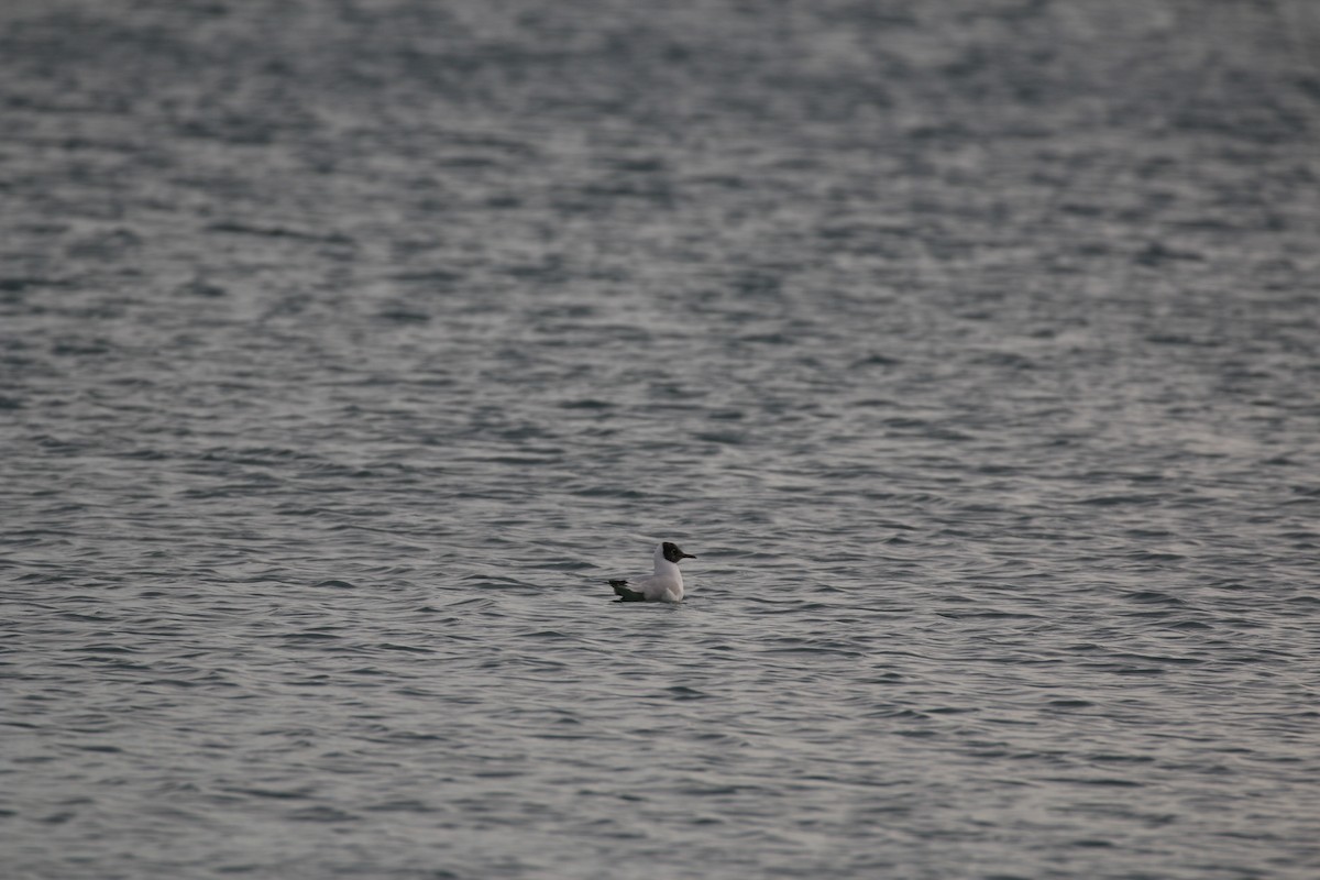 Black-headed Gull - ML628483426