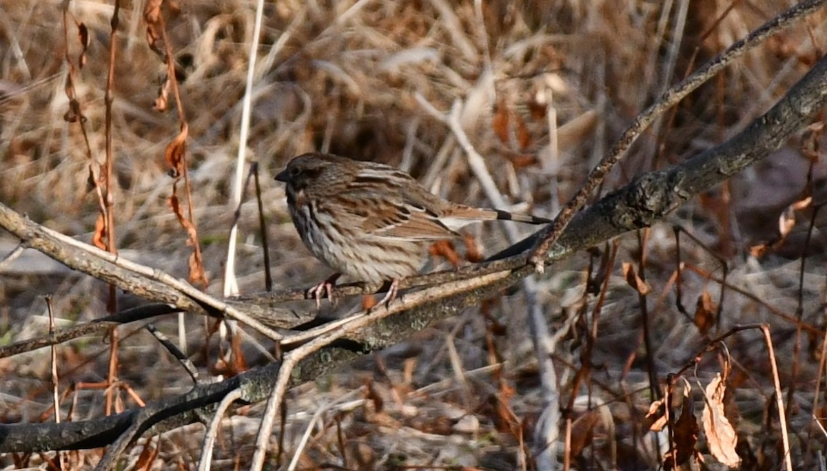 Song Sparrow - ML628483429