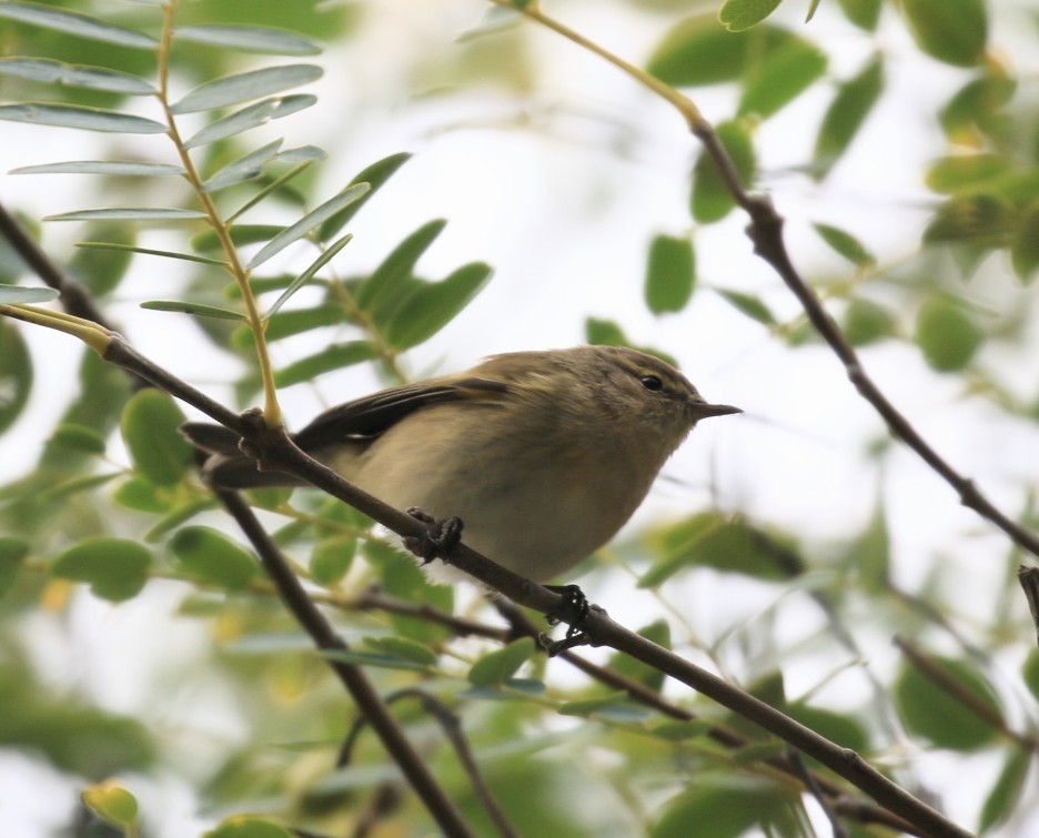 Common Chiffchaff - ML628483442