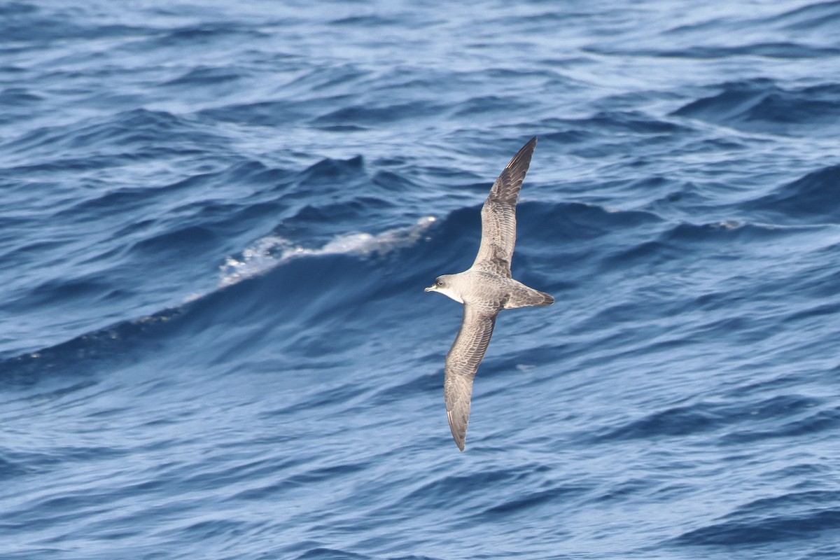 Gray Petrel - ML628483520