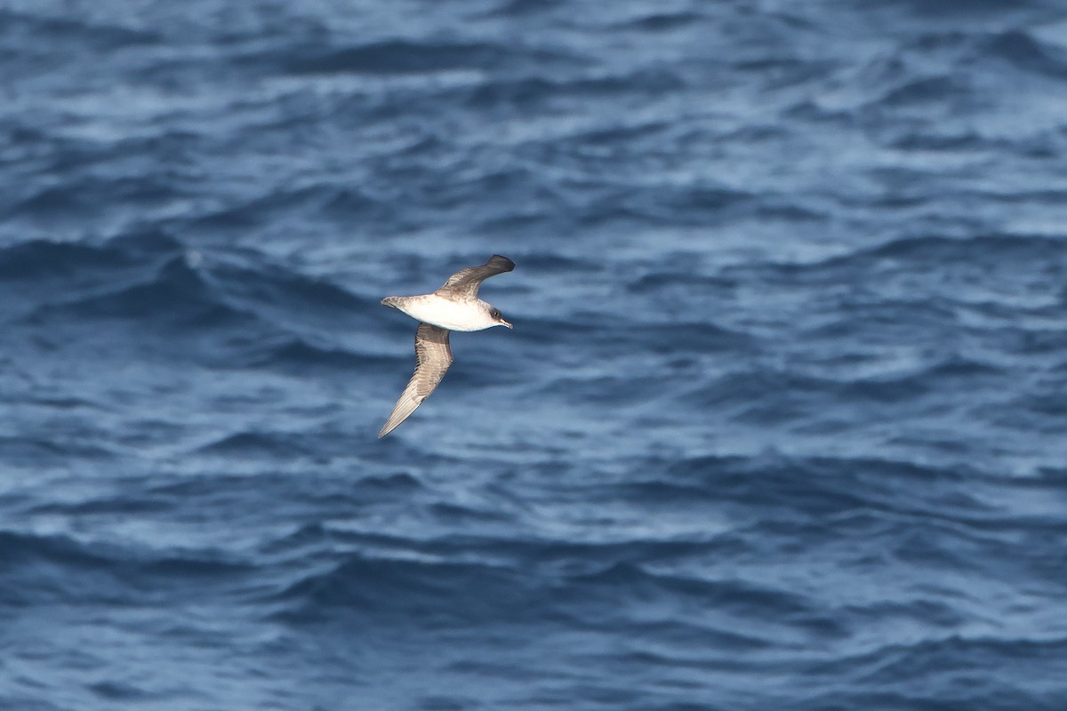 Gray Petrel - ML628483521