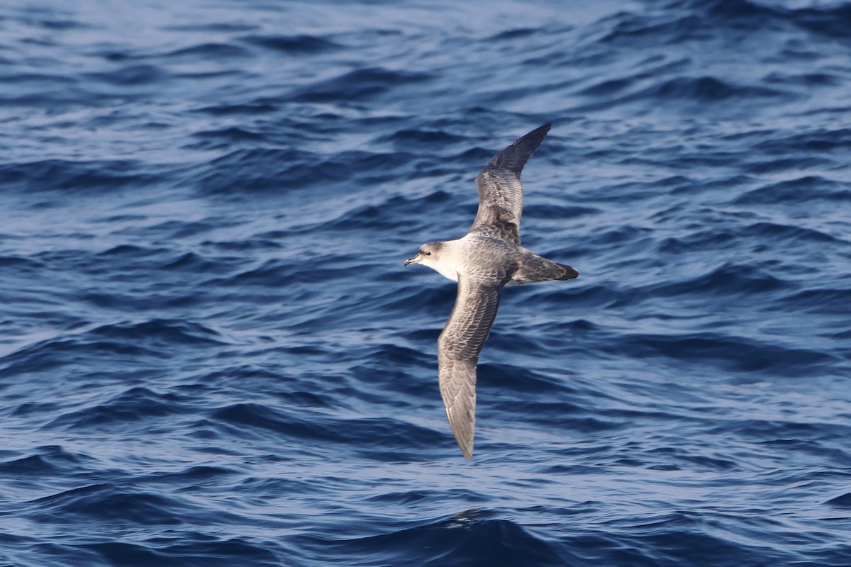 Gray Petrel - ML628483522