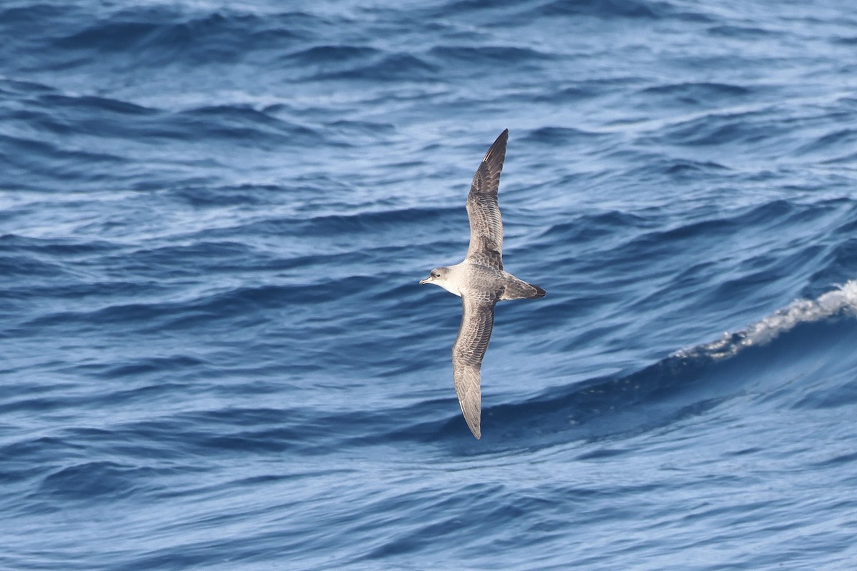 Gray Petrel - ML628483523