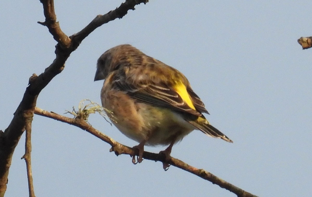 Lemon-breasted Seedeater - ML628483590