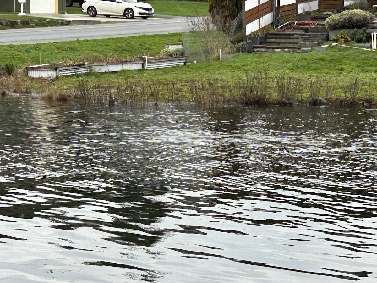 murrelet sp. - ML628483654