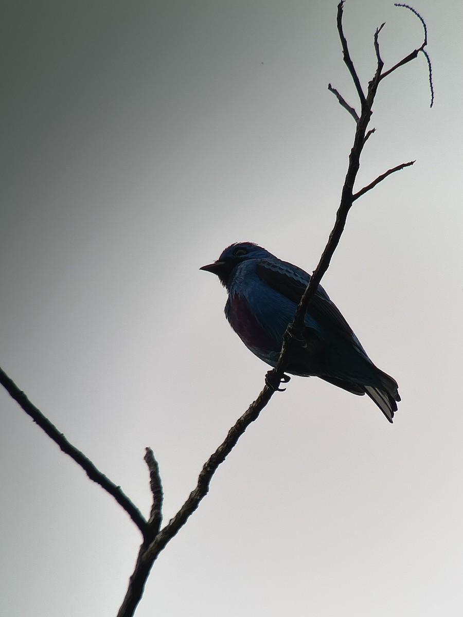 Turquoise Cotinga - ML628483674