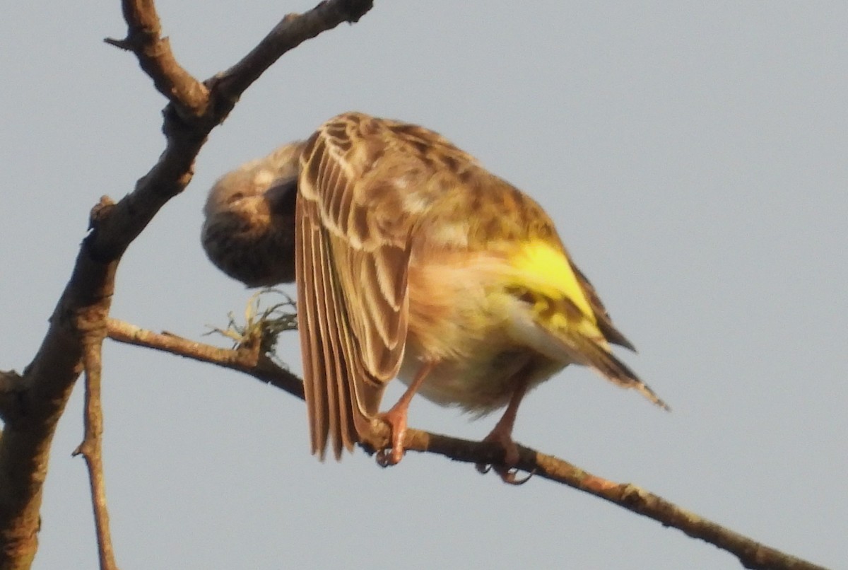 Lemon-breasted Seedeater - ML628483680