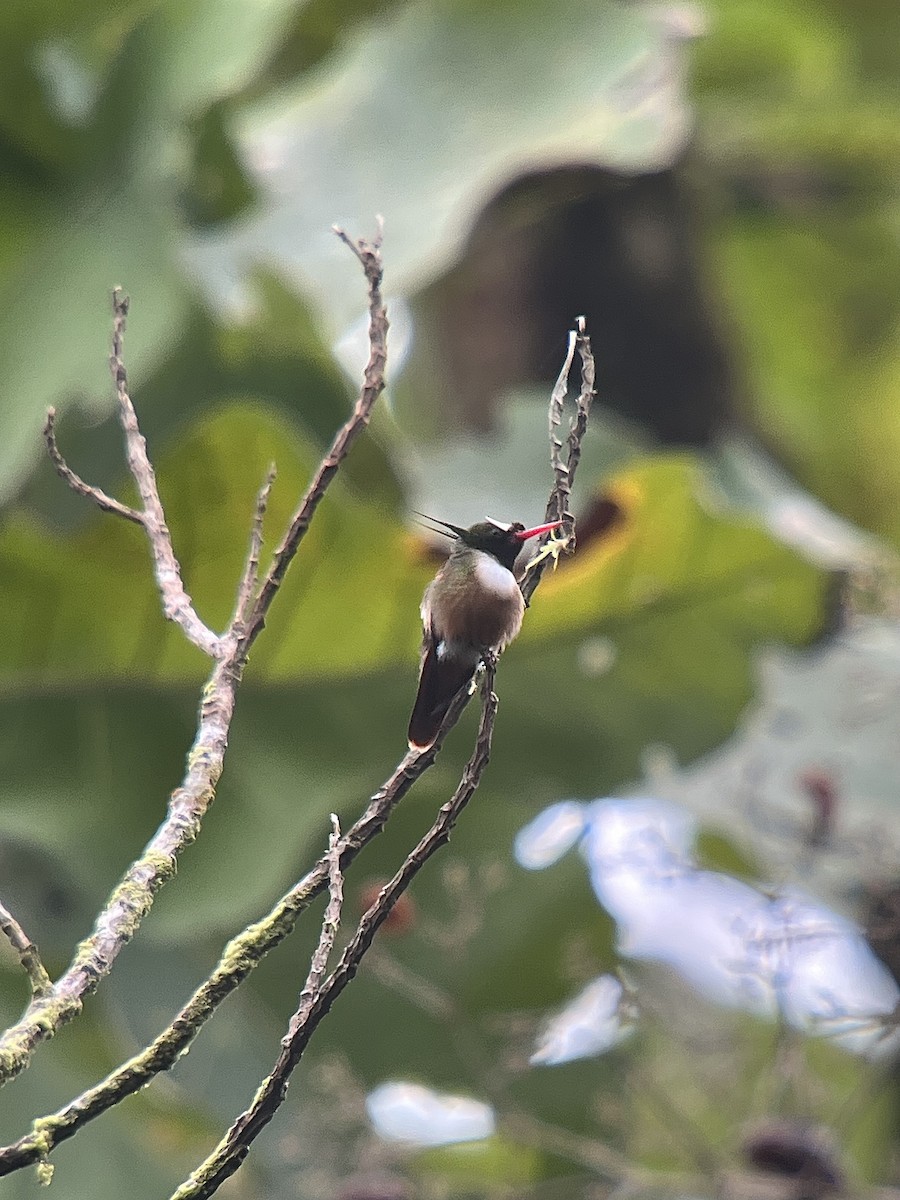 White-crested Coquette - ML628483683