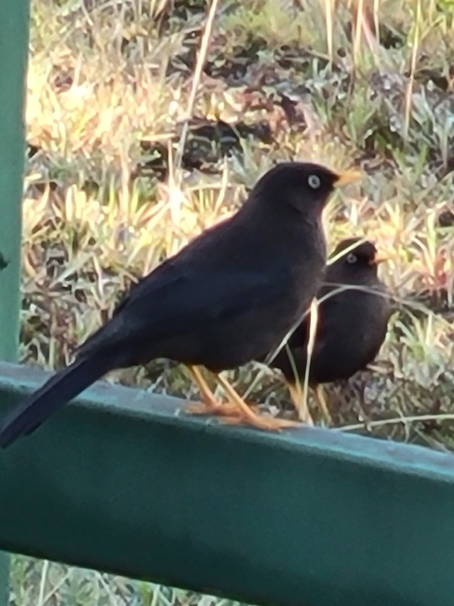 Sooty Thrush - ML628483714