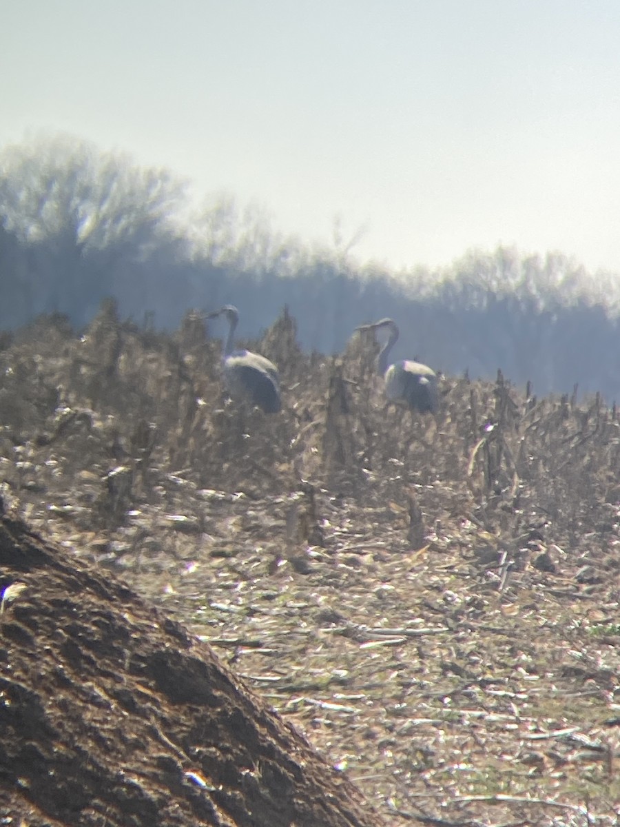 Орог тогоруу - ML628483863