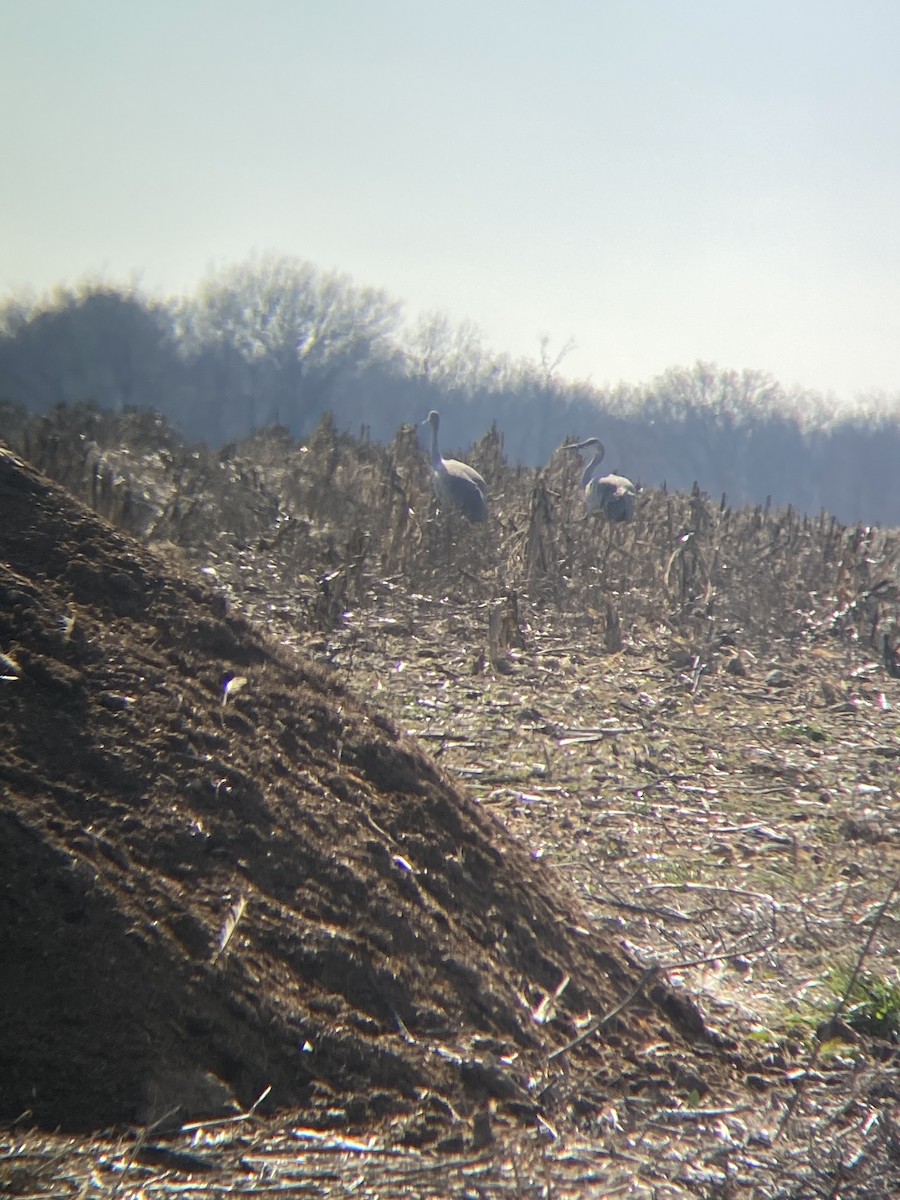 Орог тогоруу - ML628483864