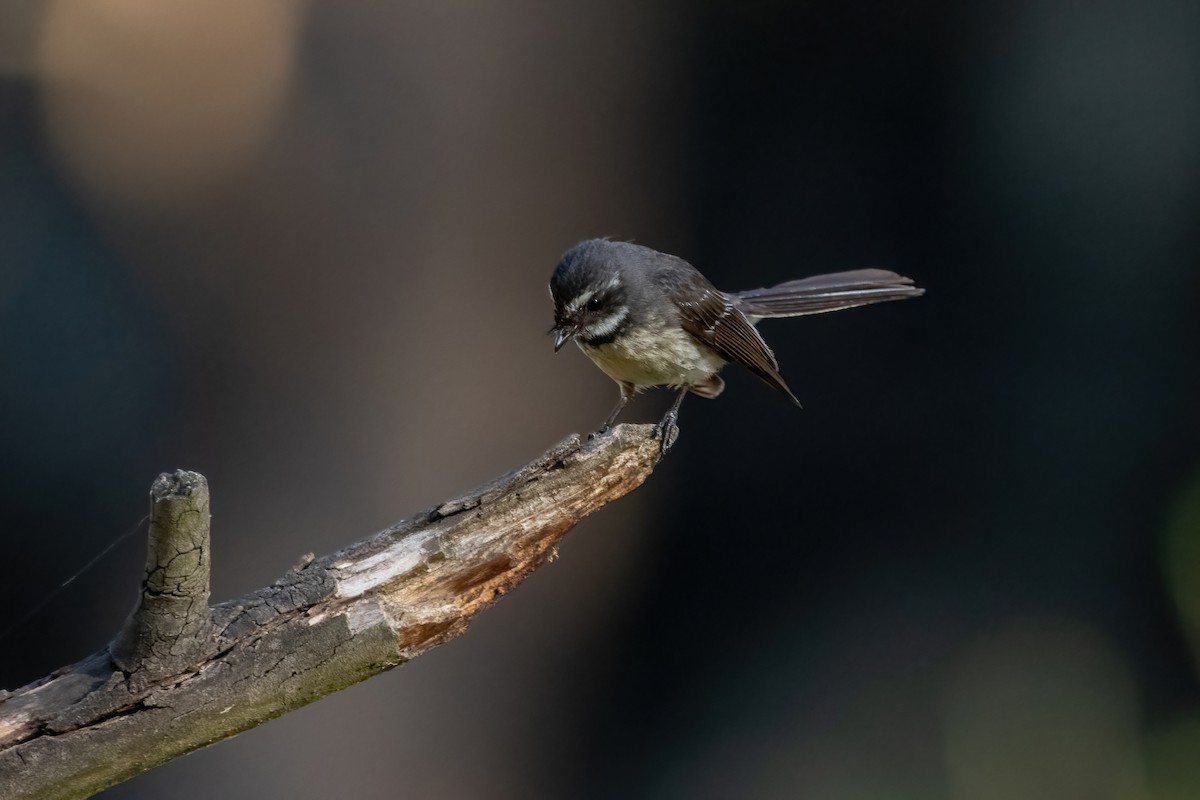 Gray Fantail - ML628483966