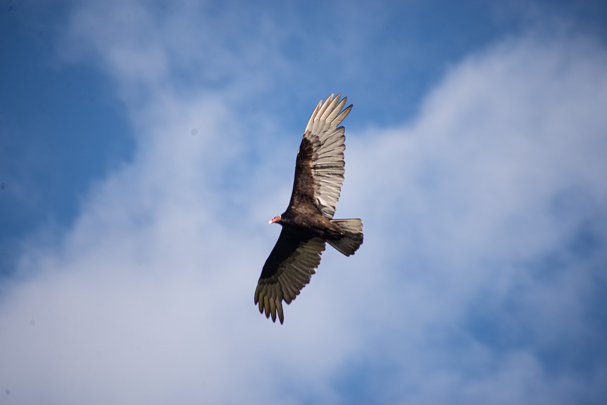 Turkey Vulture (Tropical) - ML628483996