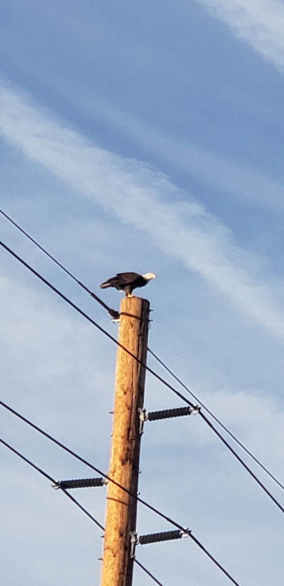 orel bělohlavý - ML628484047