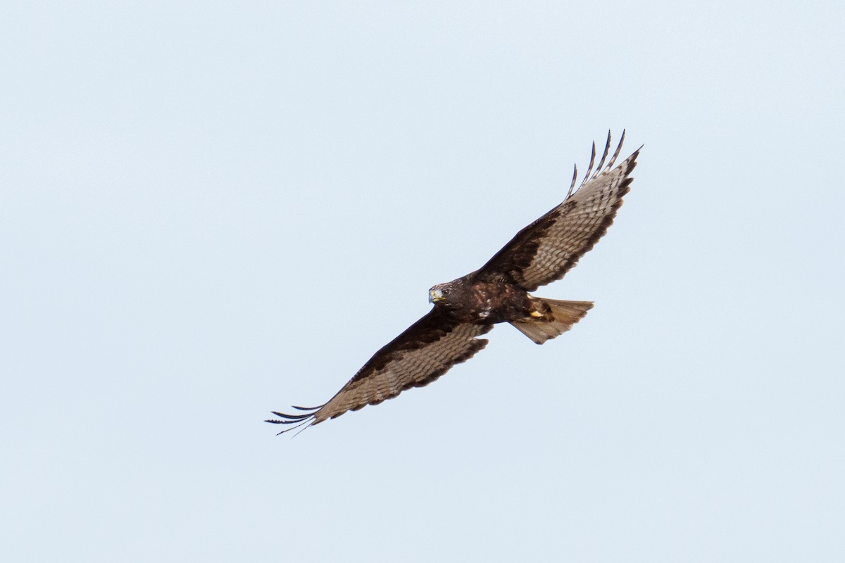 Red-tailed Hawk (Harlan's) - ML628484119