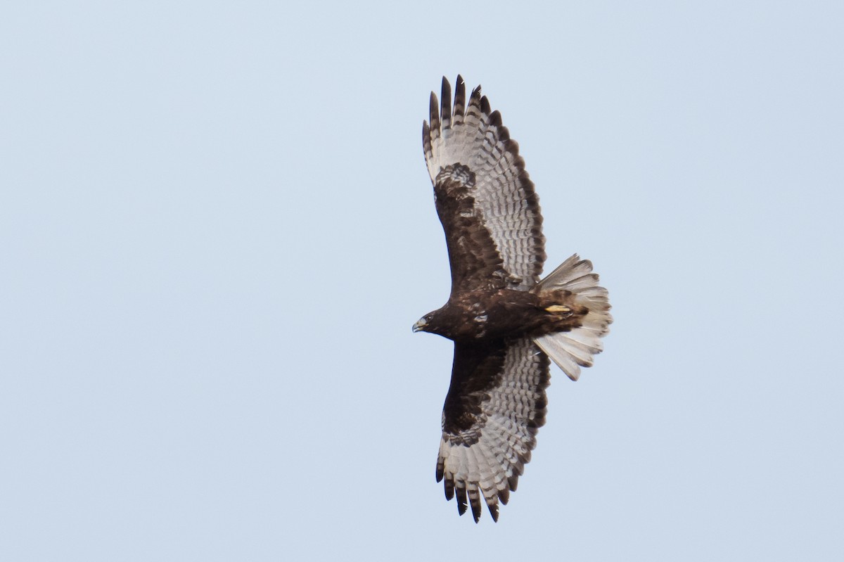 Red-tailed Hawk (Harlan's) - ML628484120