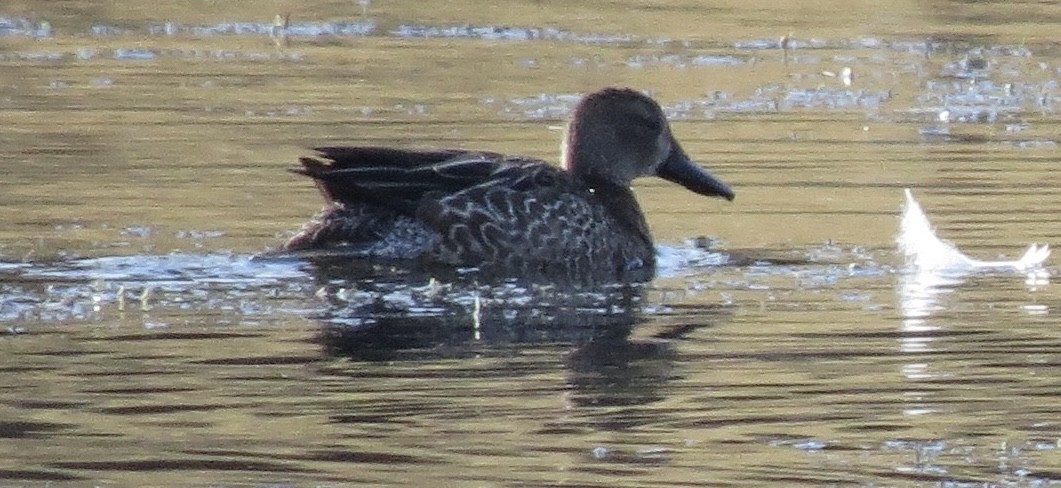 Blue-winged Teal - ML628484146