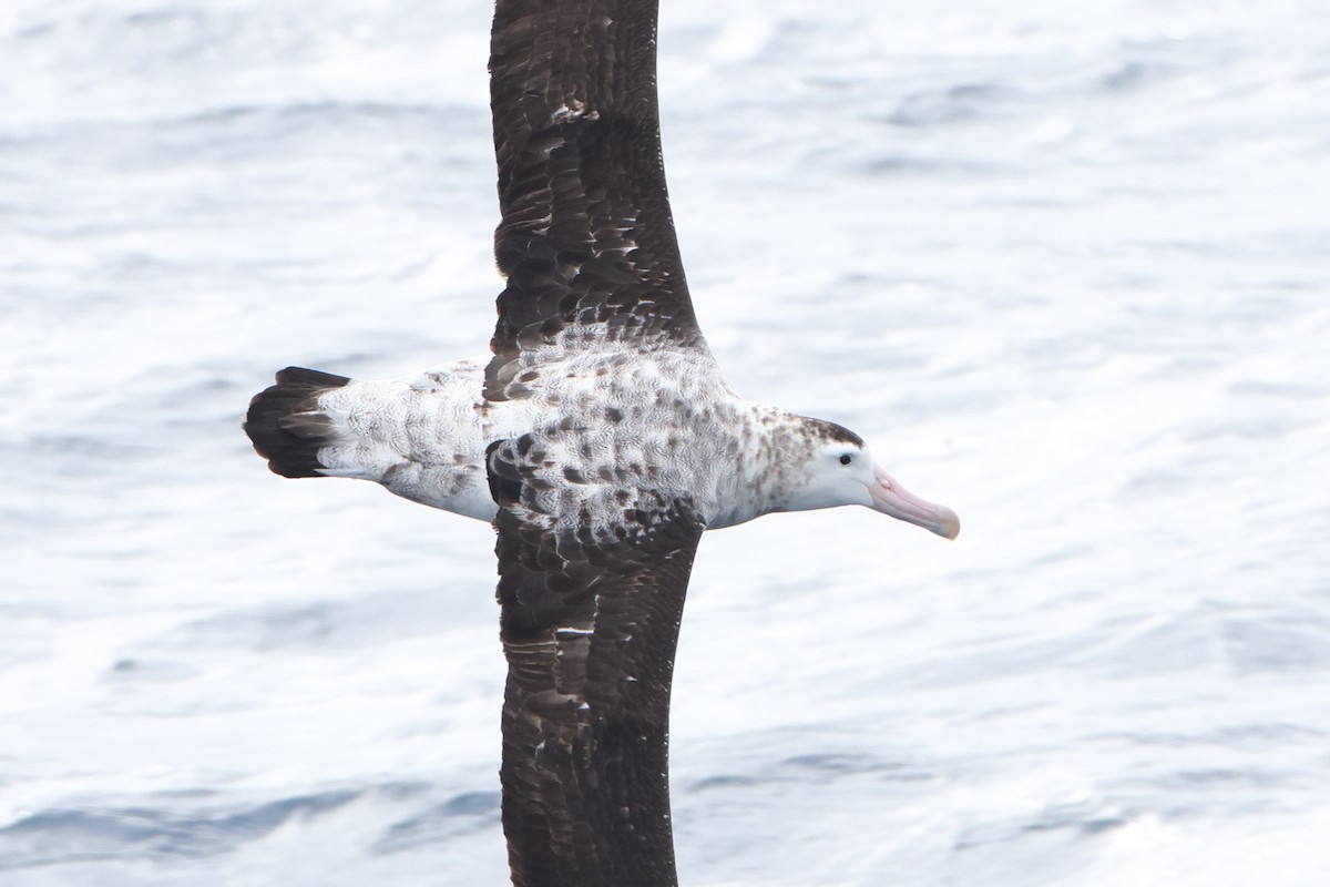 Tristan Albatross - ML628484404