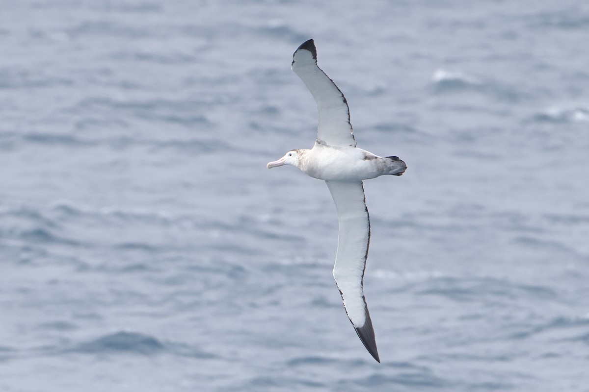 Tristan Albatross - ML628484405