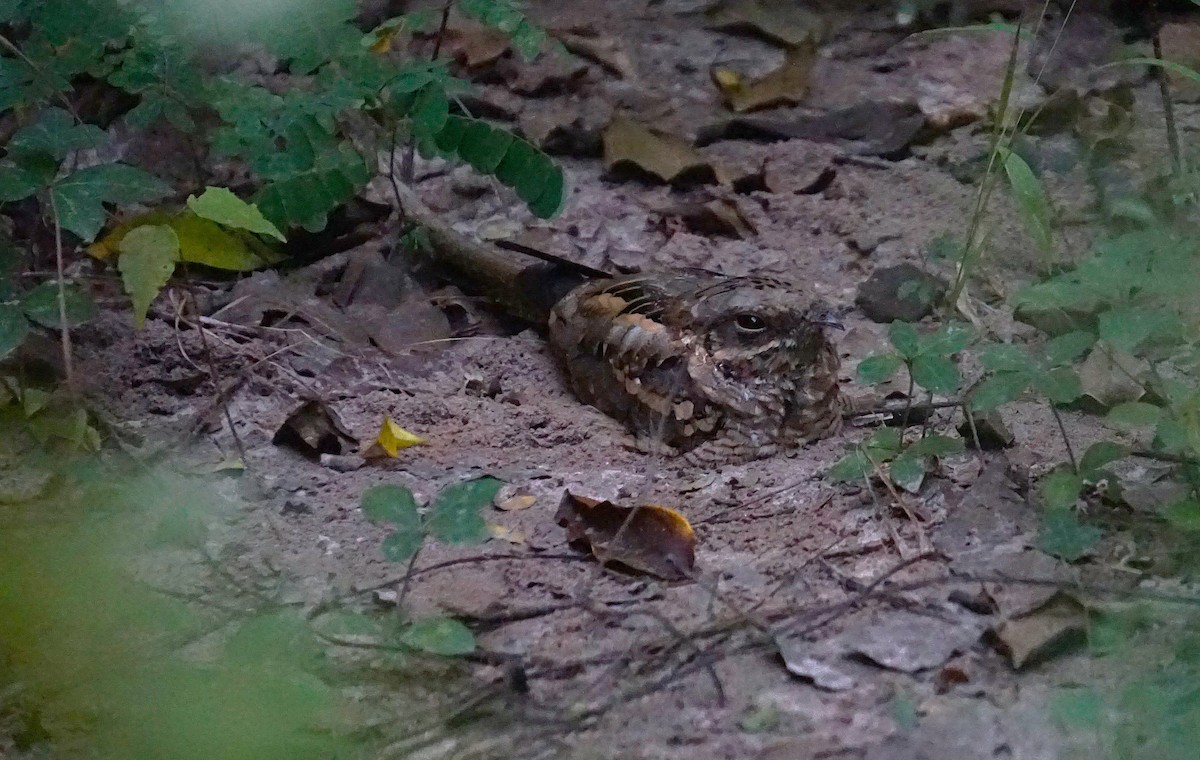 Long-tailed Nightjar - ML628484485