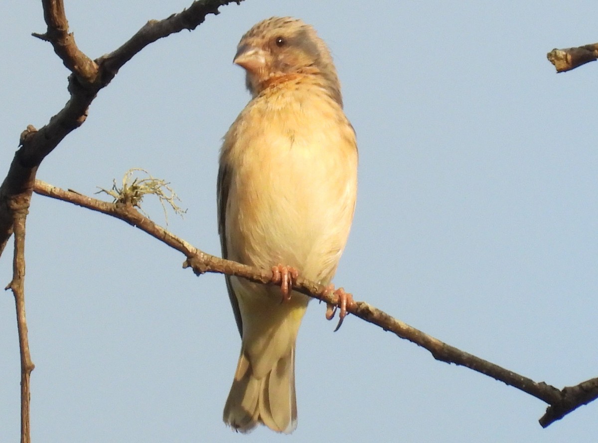 Lemon-breasted Seedeater - ML628484558