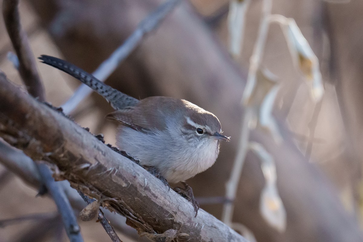 Bewick's Wren - ML628484623