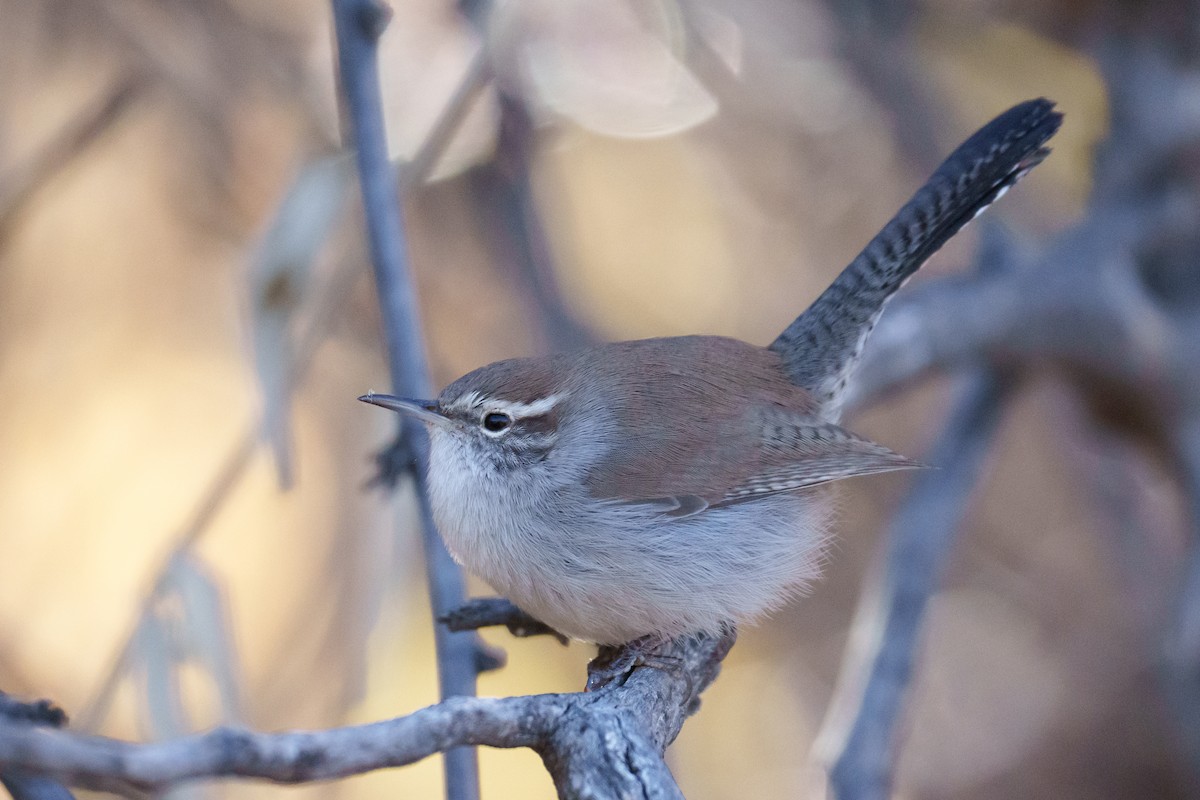 Bewick's Wren - ML628484625