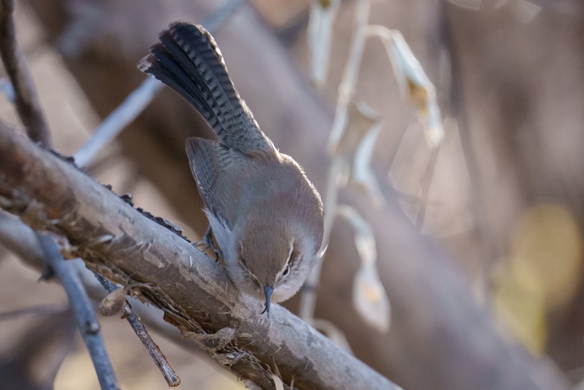 Bewick's Wren - ML628484633