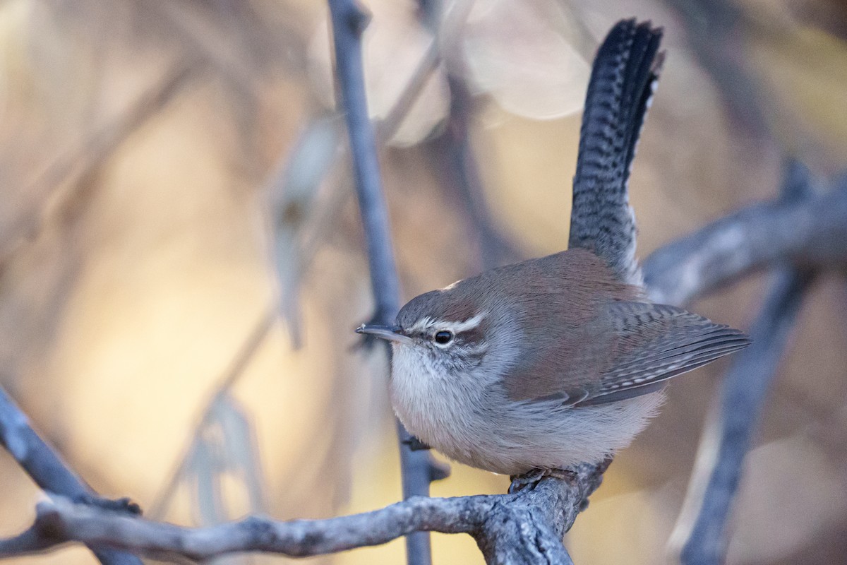 Bewick's Wren - ML628484634