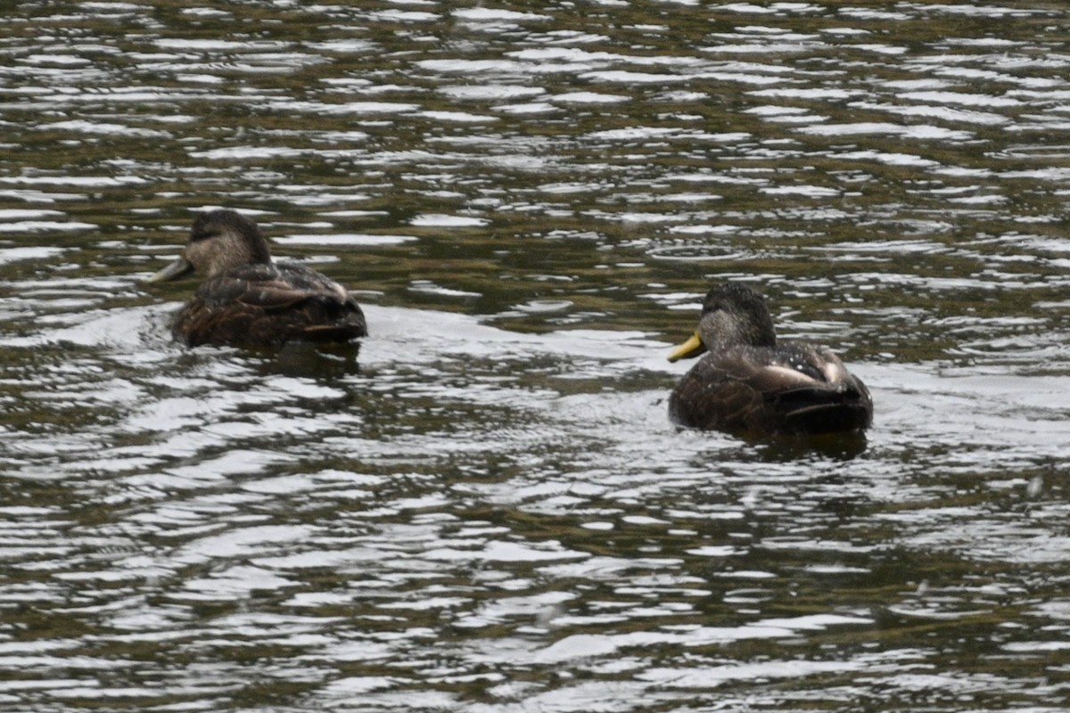 American Black Duck - ML628484789