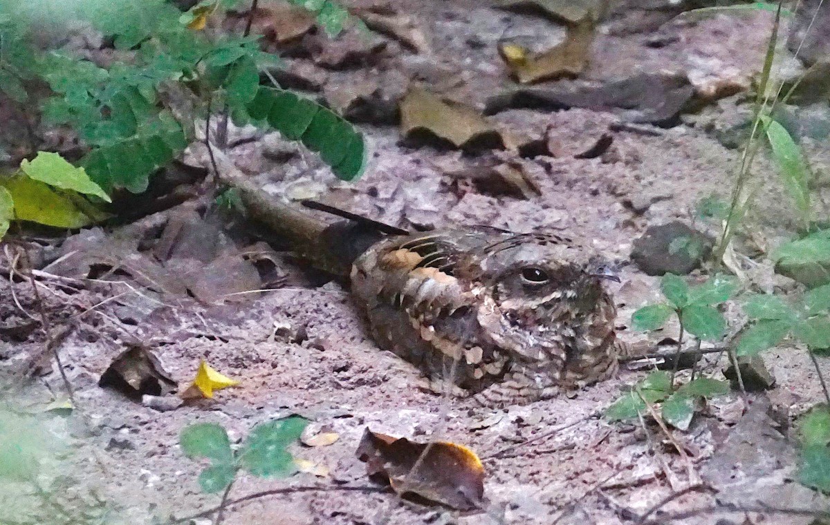 Long-tailed Nightjar - ML628484798