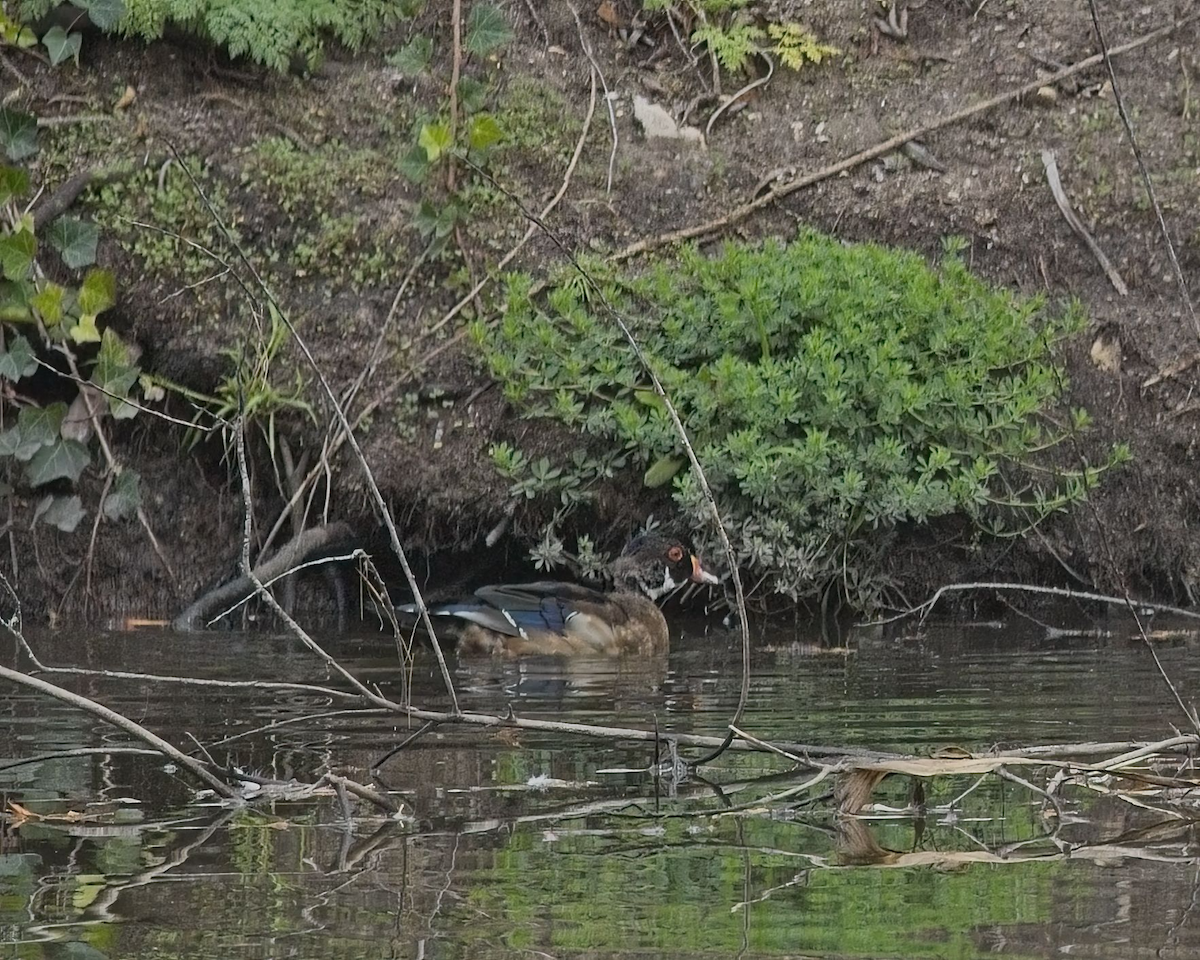 Wood Duck - ML628484845